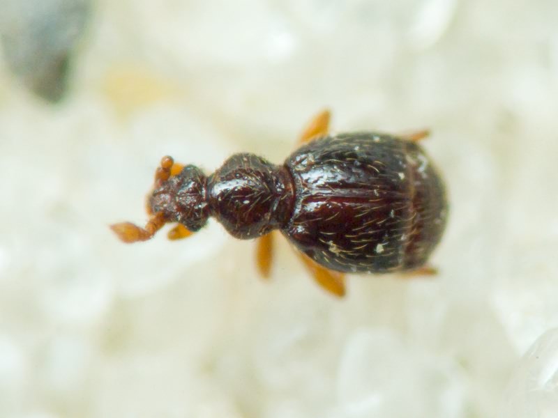 Pselaphinae Latreille, 1802